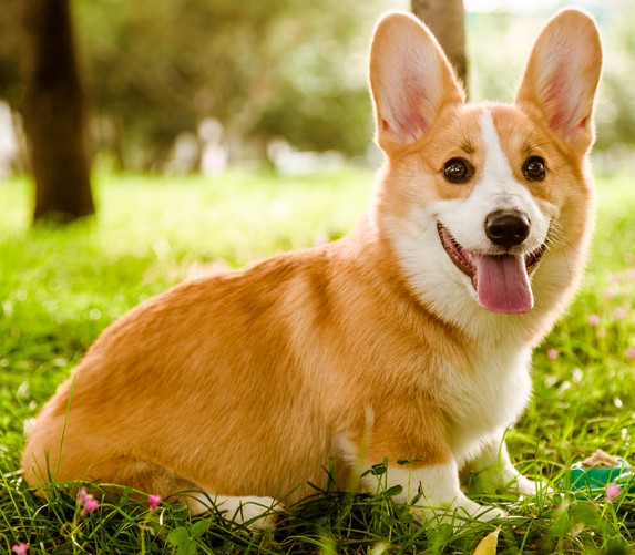 对柯基犬健康有益的6种食材，都是常见的！