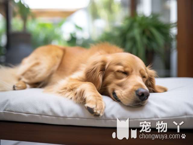 郴州养狗不牵绳最高罚500！犬证办理流程公布